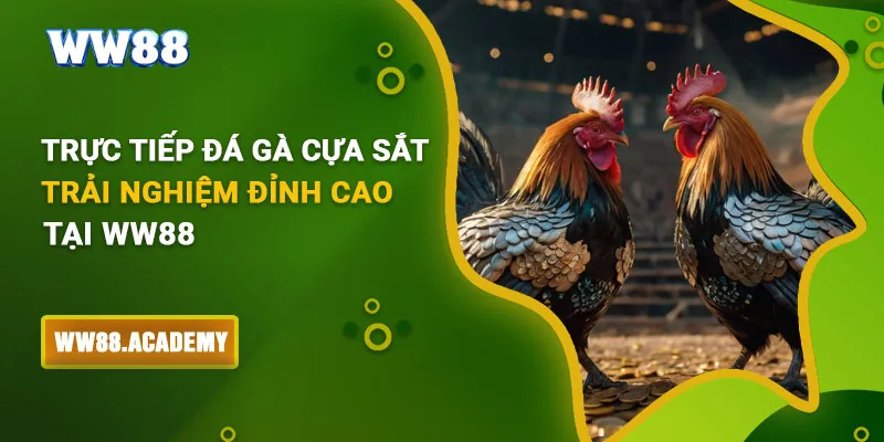 trực tiếp đá gà cựa sắt